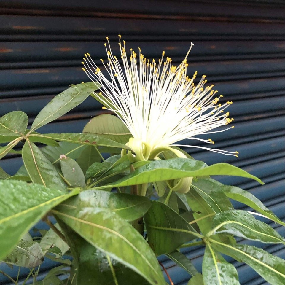 あのパキラに花が咲いています さち Note