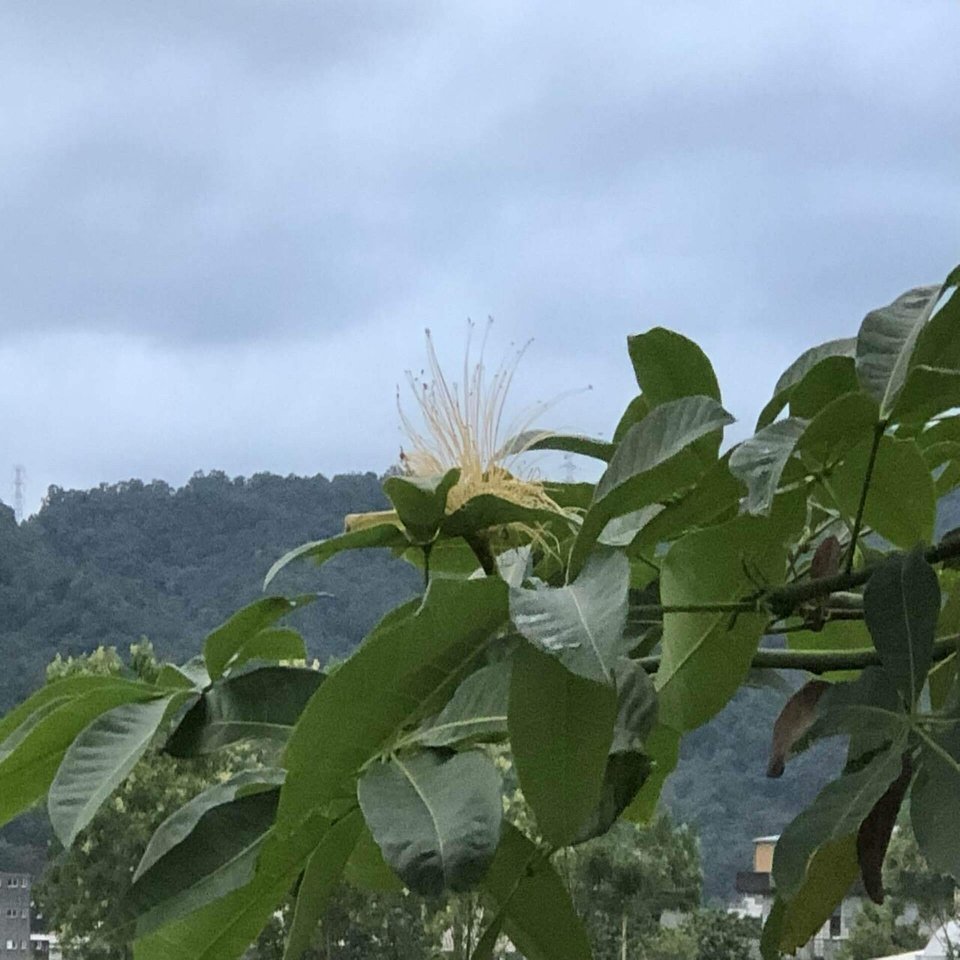 あのパキラに花が咲いています さち Note