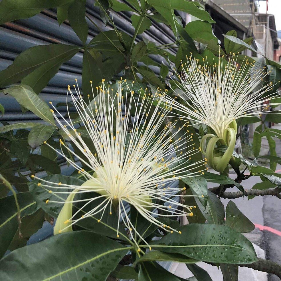 あのパキラに花が咲いています さち Note