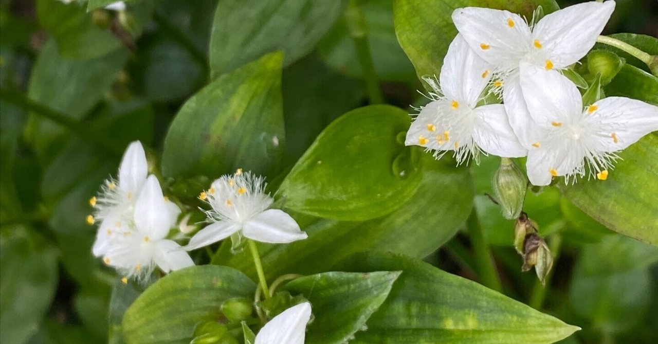日本の景色を変えてしまうかもしれない白い花 トキワツユクサ Haco ガーデンプランナー 庭のある暮らし植物のある暮らし Note