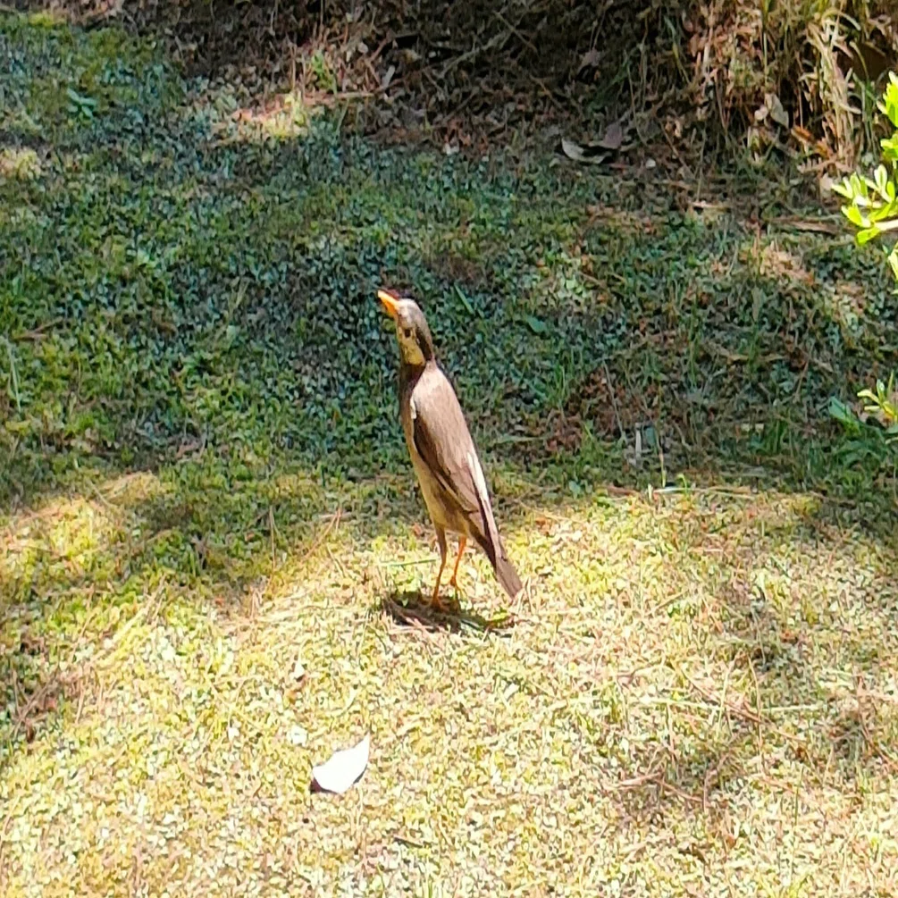 鳥に関する英語と中国語ー六義園のムクドリとカルガモ｜福光 寛 中国