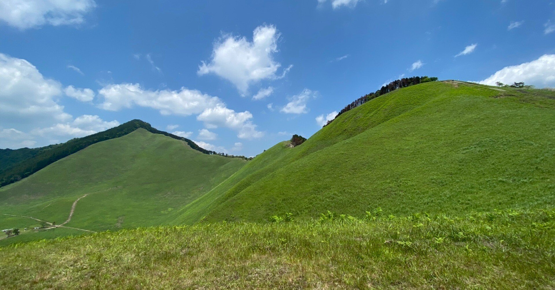 春の草原 76 初夏の曽爾高原でそよかぜを感じる｜ミヤコカエデ（Miyako Kaede)