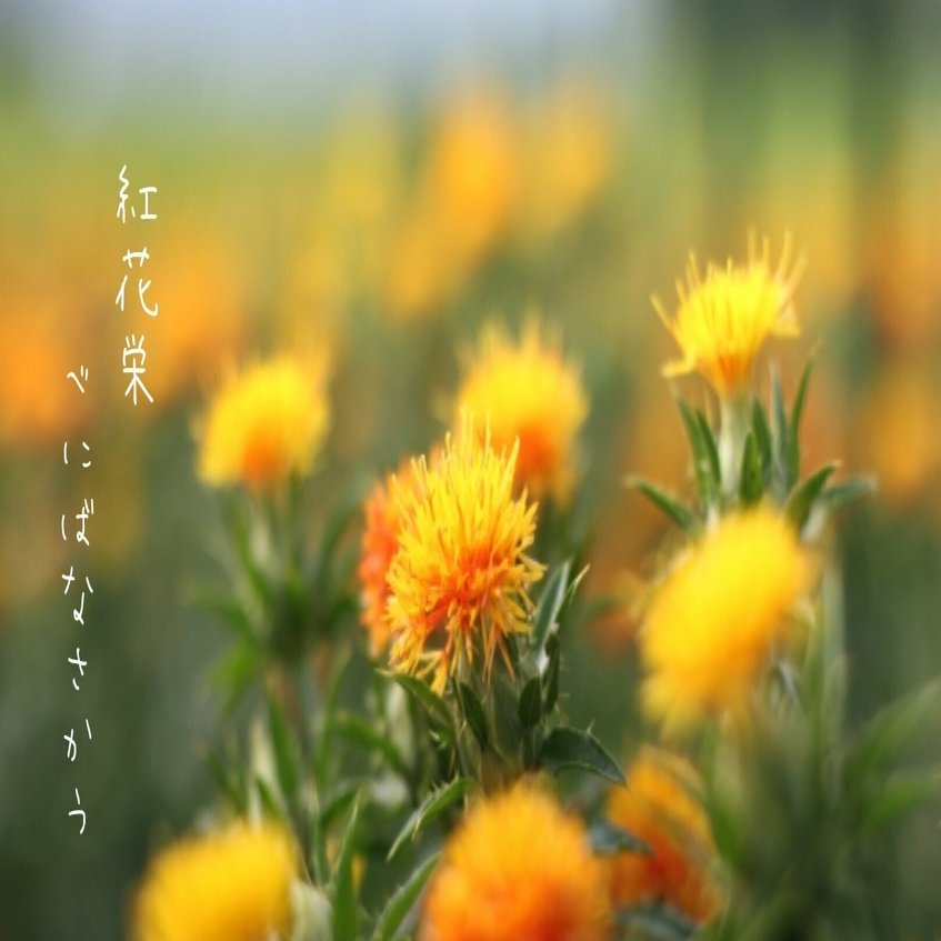 七十二候 紅花栄 べにばなさかう るん 詩的な記憶 ꕤ ﾟ Note