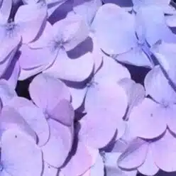 水無月マエク