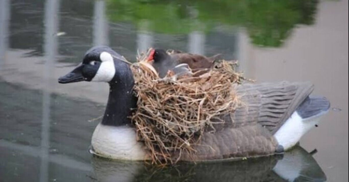 第2064回 奇妙な写真の鳥 ⑴｜翆野 大地