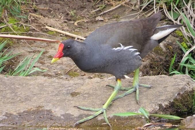 第2064回 奇妙な写真の鳥 ⑴｜翆野 大地