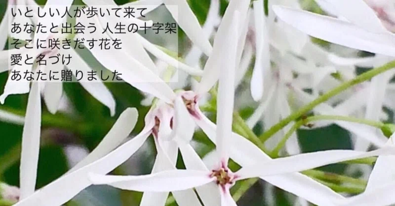 季節の花の写真 の新着タグ記事一覧 Note つくる つながる とどける