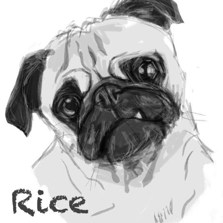 パグイラスト - お絵描き｜ケンスケ・コバヤシ 🐾パグ＆ピース｜note