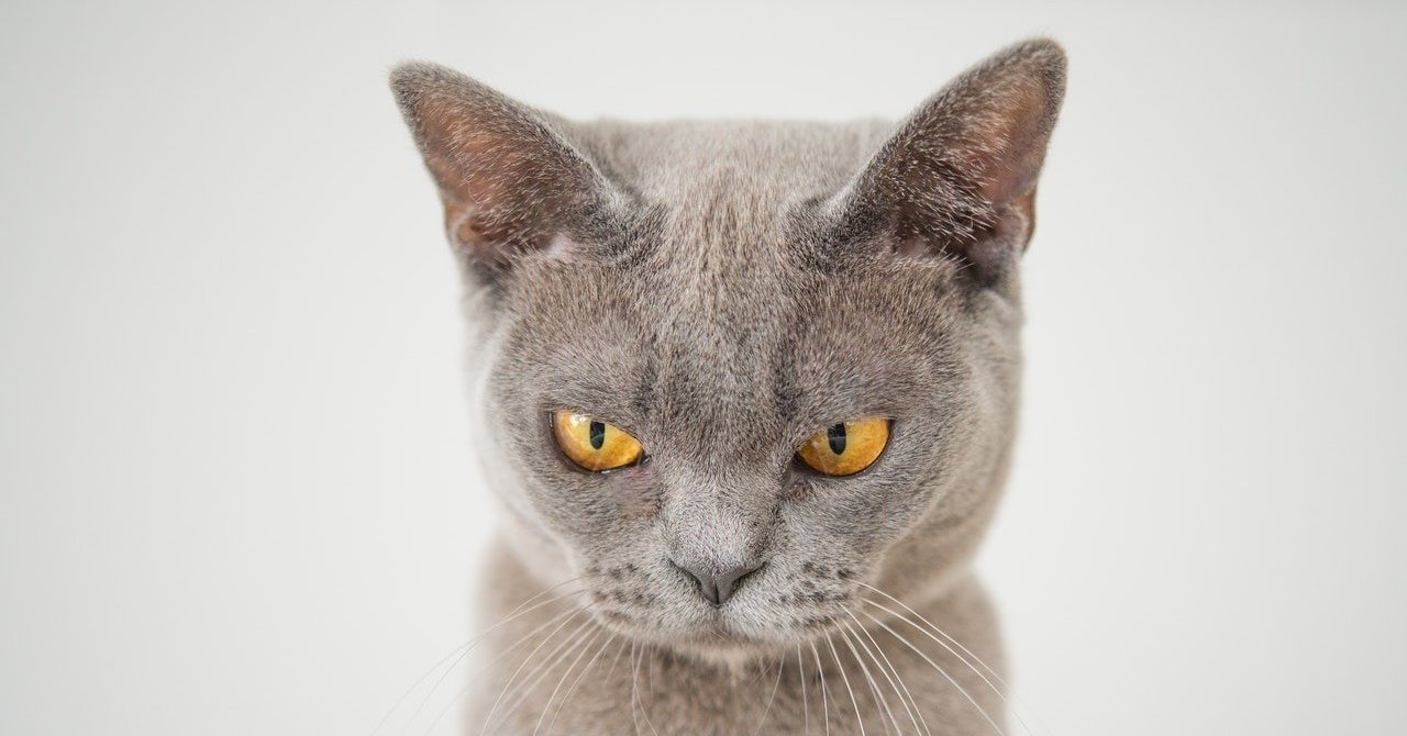 キラキラな人とギラギラな人の違い 内藤 獅友 Note