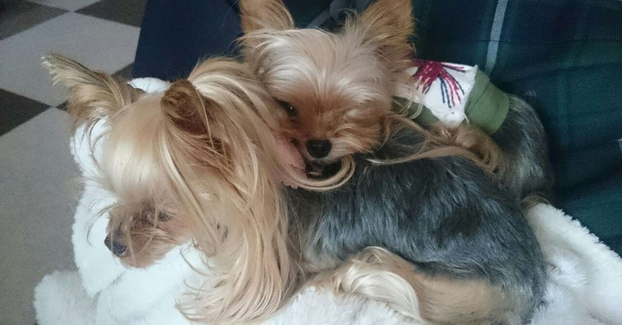 犬の挨拶 Home Training Serene Note