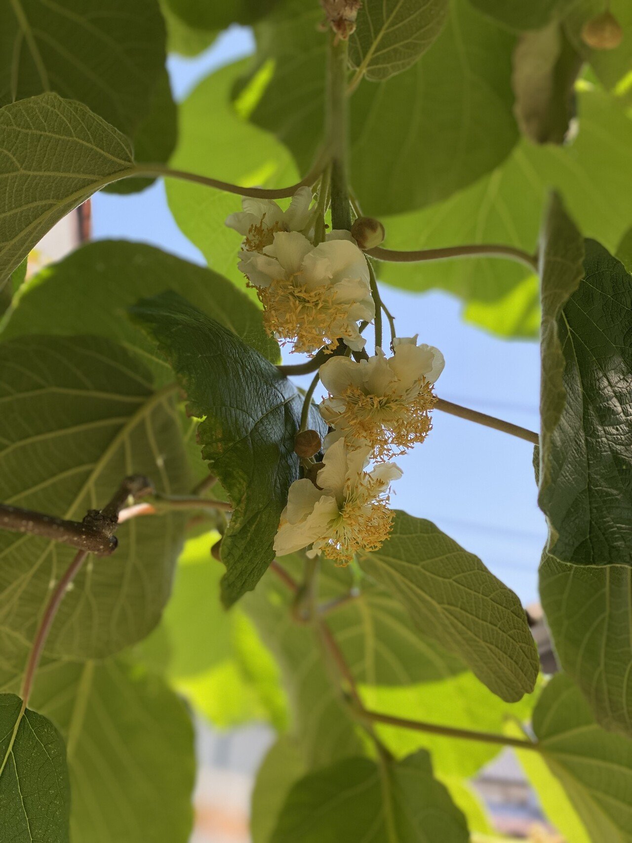キウイの花が咲きました 色は白くて丸みを帯びています キウイの花 初めて見た方多いんじゃないですか 実は私もです笑 キウイ の木は雄と雌があって対で育てます 受粉は必要なく勝手に実がなります 去年のキウ ふみっち Note キウイの花が咲きました 色は白くて丸みを帯びています キウイの花 初めて見た方多いんじゃないですか 実は私もです笑 キウイ の木は雄と雌があって対で育てます 受粉は必要なく勝手に実がなります 去年のキウ ふみっち Note