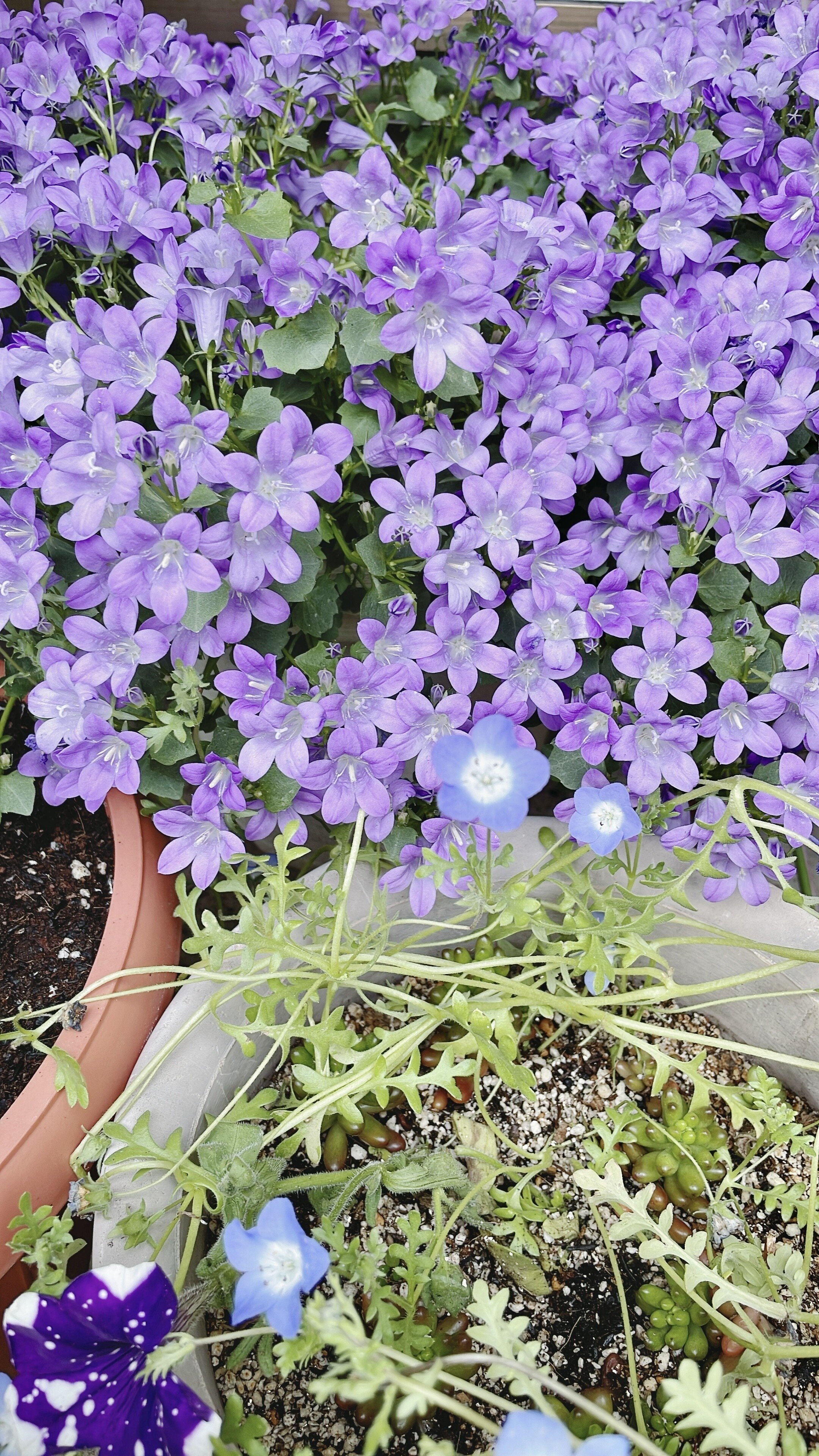 ベルフラワー の新着タグ記事一覧 Note つくる つながる とどける ベルフラワー の新着タグ記事一覧 Note つくる つながる とどける