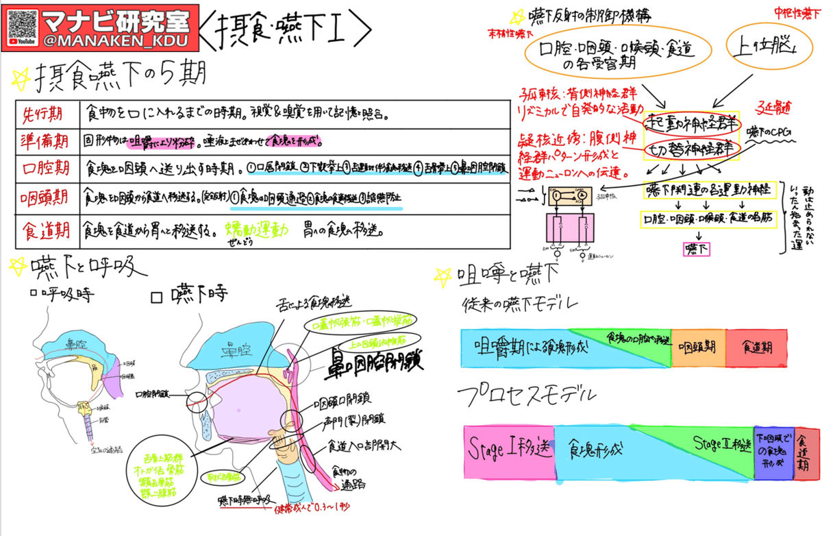 嚥下の仕組み：講義グラレコ紹介 歯学科 摂食・嚥下Ⅰ 2022
