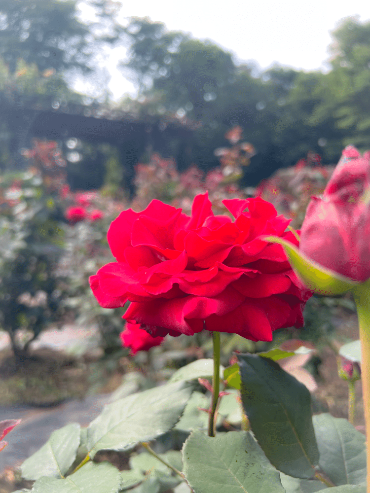 真っ赤な薔薇が〜って頭に歌流れる仕組み。の真っ赤な薔薇。キレイで良い香りで最高なお花。