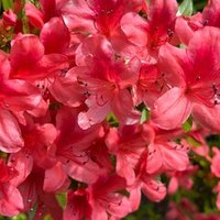 宇津保物語を読む 俊蔭season2 4 久逸文庫主人 Note