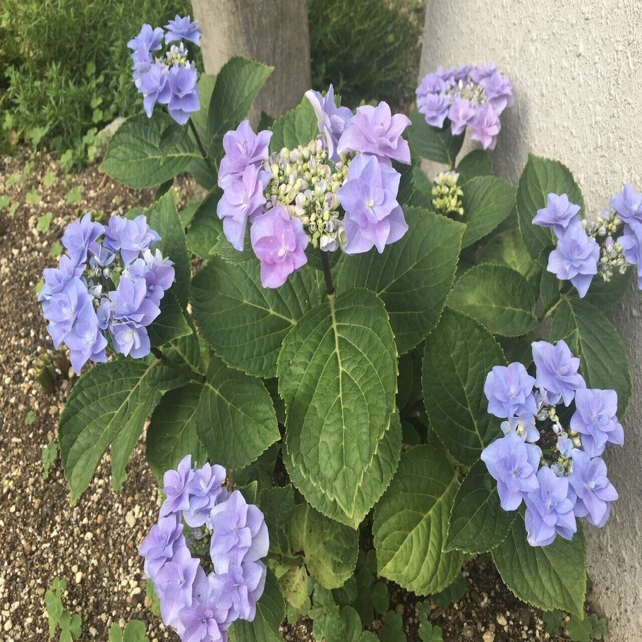 メモ 紫陽花 なれ Note