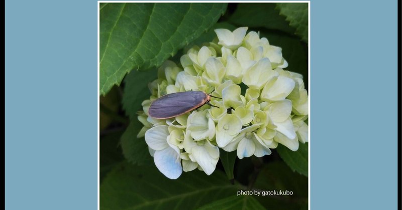 紫陽花虫 の新着タグ記事一覧 Note つくる つながる とどける 紫陽花虫 の新着タグ記事一覧 Note つくる つながる とどける