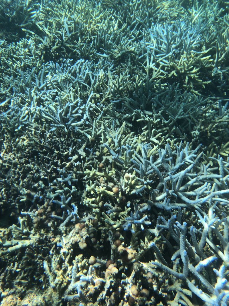 座間味島のサンゴ礁は 半分死んで半分生きていた イノカ Note