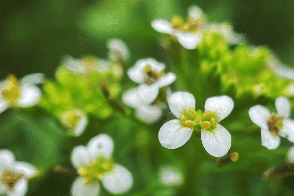 要注意外来生物 の新着タグ記事一覧 Note つくる つながる とどける 要注意外来生物 の新着タグ記事一覧 Note つくる つながる とどける
