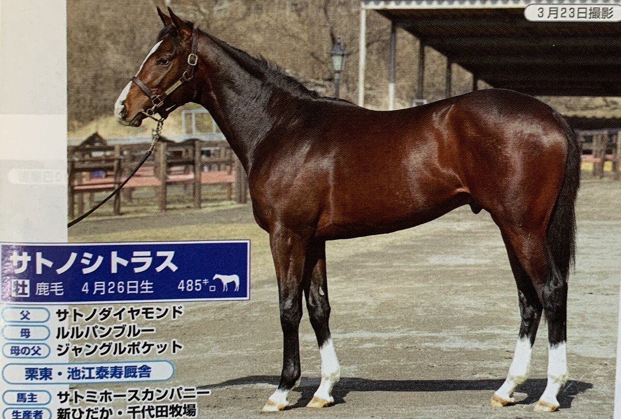 22 Pog特集 注目2歳馬 一口馬主マスターb Note 22 Pog特集 注目2歳馬 一口馬主マスターb Note
