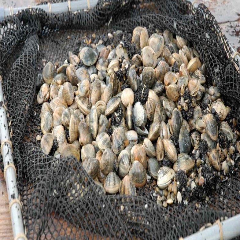 滋味深く旨味が強い 天橋立育成あさり 宮津市広報