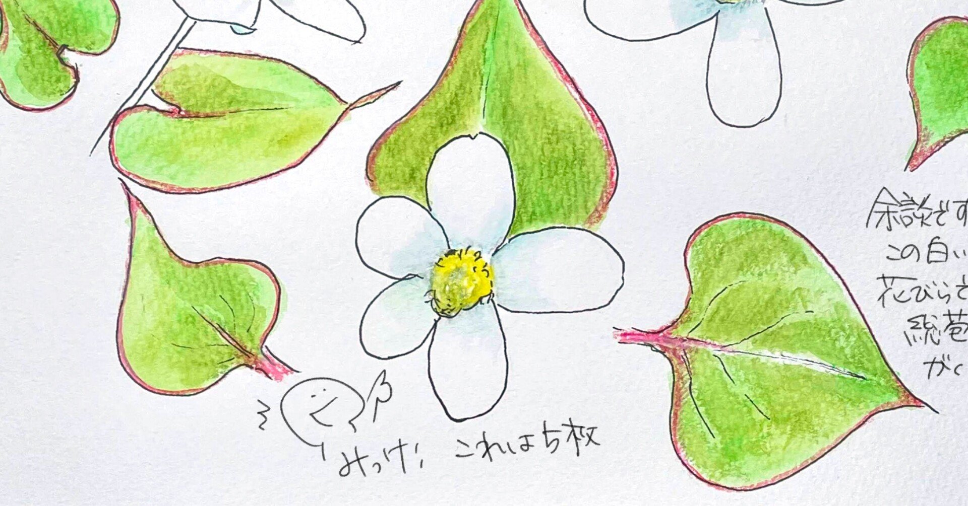 はいみっけ！ラッキードクダミ！｜くますけ｜自然ガイド・クリエイター