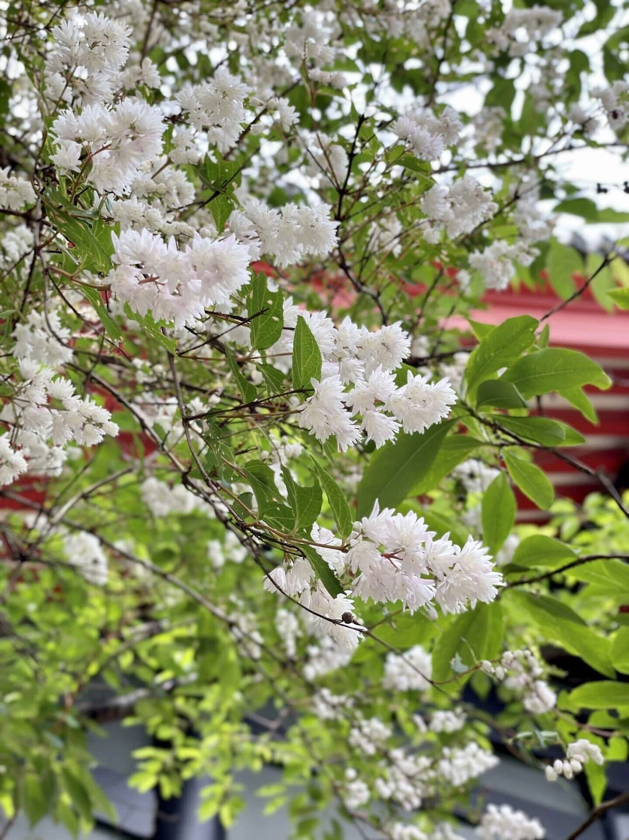 紅花栄 べにばなさかう 5月26日 5月30日頃 Mana まな 旅と日々 Note