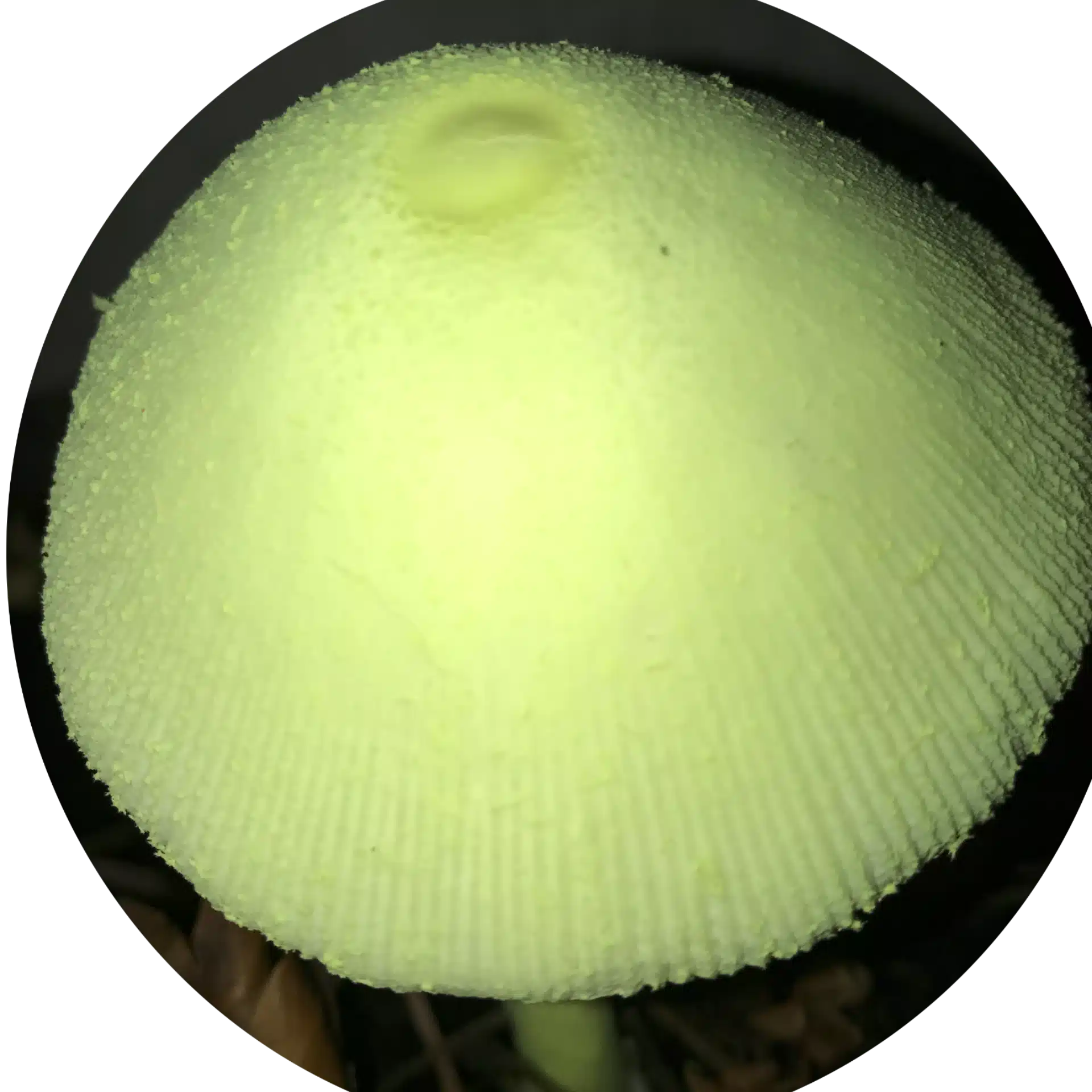 林ケンジ