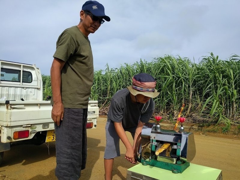 宮古島 サトウキビ畑の収穫体験と カリブ海の砂糖革命 りょうすけの ありのまま記 Note