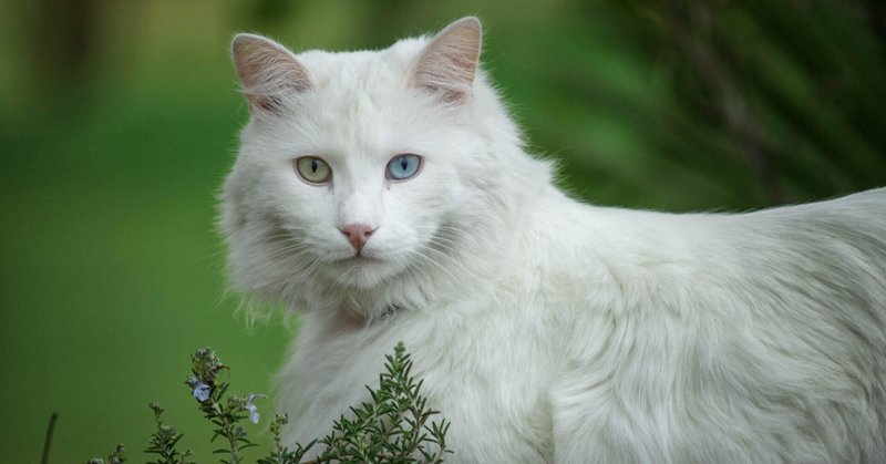 お猫様図鑑「ターキッシュアンゴラ」トルコの生きる国宝