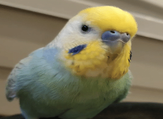 セキセイインコ の新着タグ記事一覧 Note つくる つながる とどける