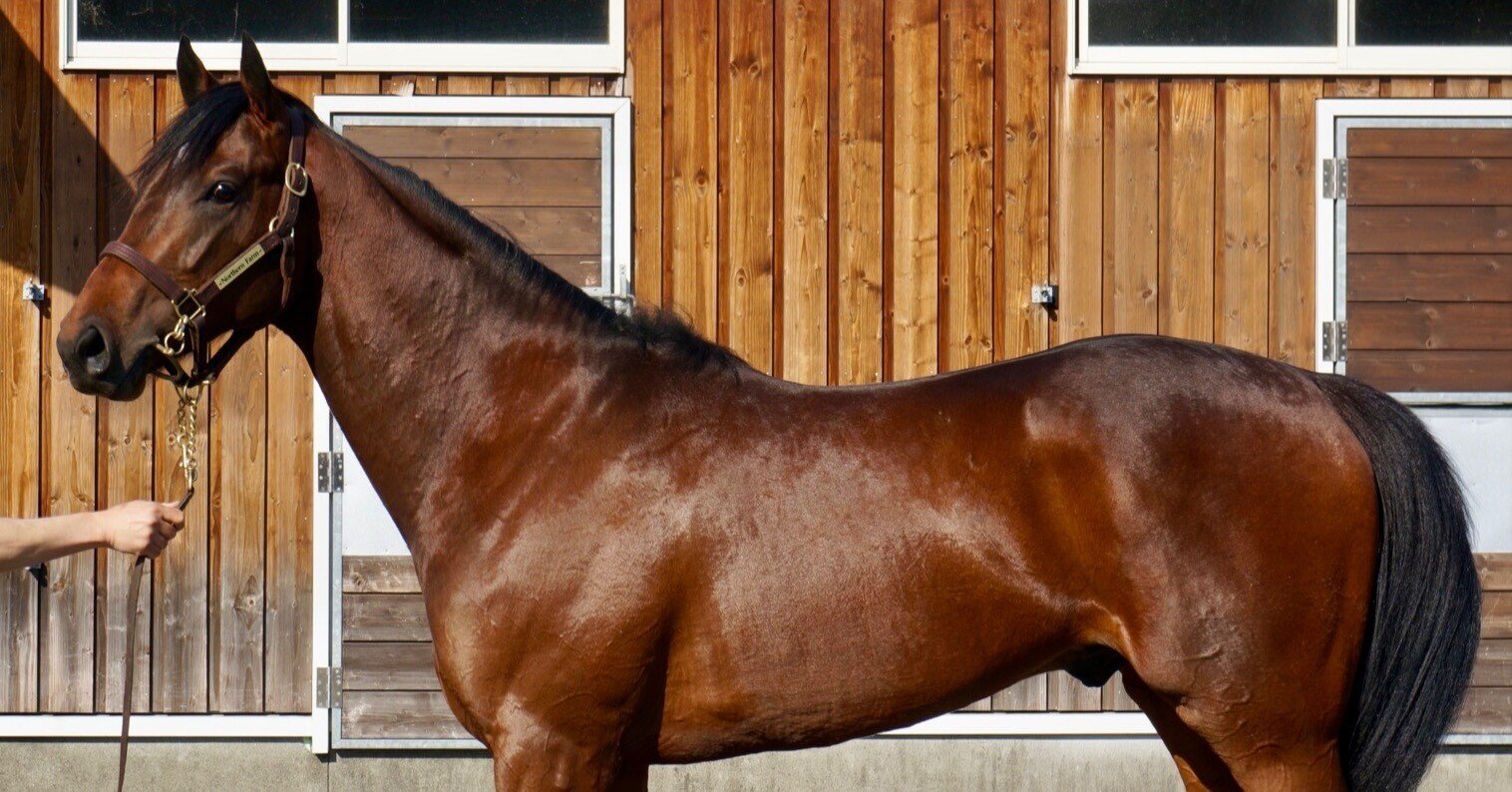 アイスパステルの物語ep04 牧場見学 レッドラグラス中内田厩舎の評価 Uma Me Note アイスパステルの物語ep04 牧場見学 レッドラグラス中内田厩舎の評価 Uma Me Note