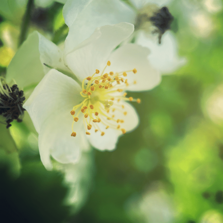 #そのへんの3cm vol.1187 iPhoneでマクロ千回達成#ノイバラ いつのまにかうちの庭で繁茂しているお方。花は綺麗だが棘がなあ。切っても切っても来年には生えてくるので共生しています。#バラ目 #バラ科 #バラ属 いわゆるノバラ。フィン王国の紋章でもある。#スマホ写真 #マクロ写真 #iPhone12pro #nature_fantastically #shiftcam_jp #路上観察 #道草 #花が好き #野草 #雑草 #macro #写真好きな人と繋がりたい#sierra #埼玉県越谷市