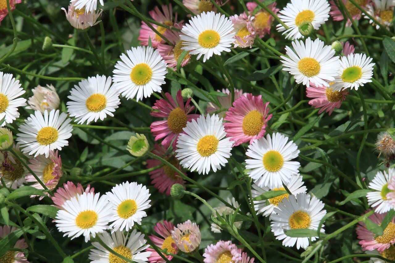 5月27日 みなさんこんにちは ぽんたです 今日の誕生花の紹介です 誕生花 エリゲロン 花言葉 遠くから見守ります 今日が誕生日の人は検索してみてください ポン太 優しさは地球を救う Note