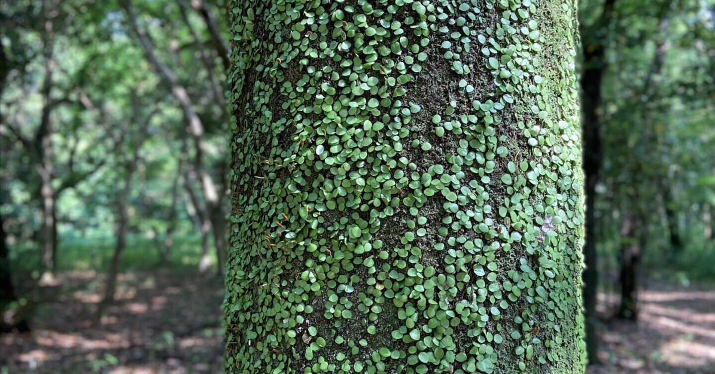 Hygge ヒュッゲ 365日 シンプルな幸せ のつくり方 マイク ヴァイキング 小さな四角い地球 Note Hygge ヒュッゲ 365日 シンプルな幸せ のつくり方 マイク ヴァイキング 小さな四角い地球 Note