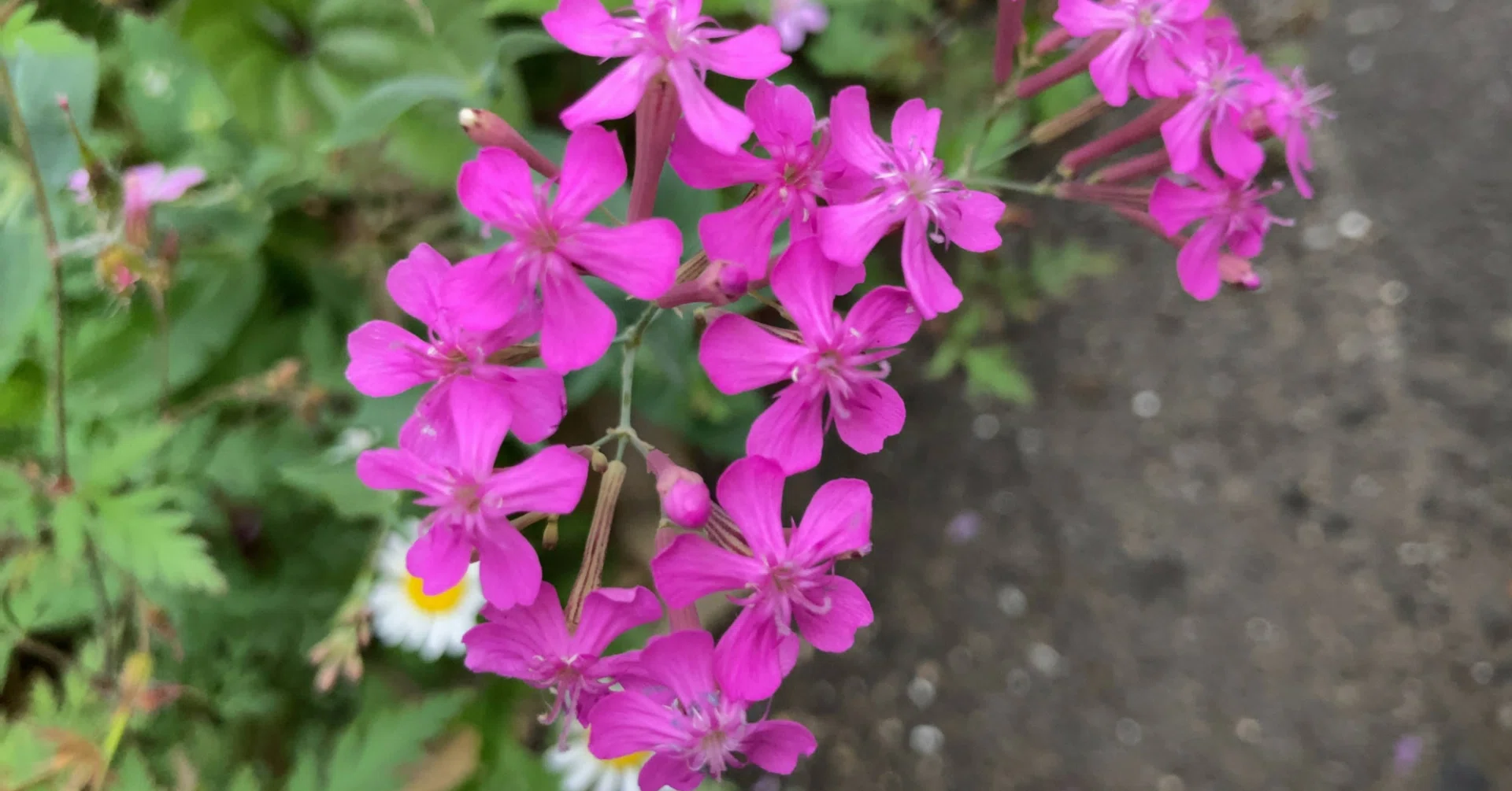 ムシトリナデシコ 〜 ピンク色の小花｜はこ