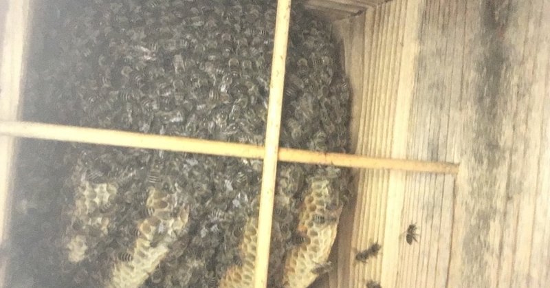 日本ミツバチ 蜂数減少