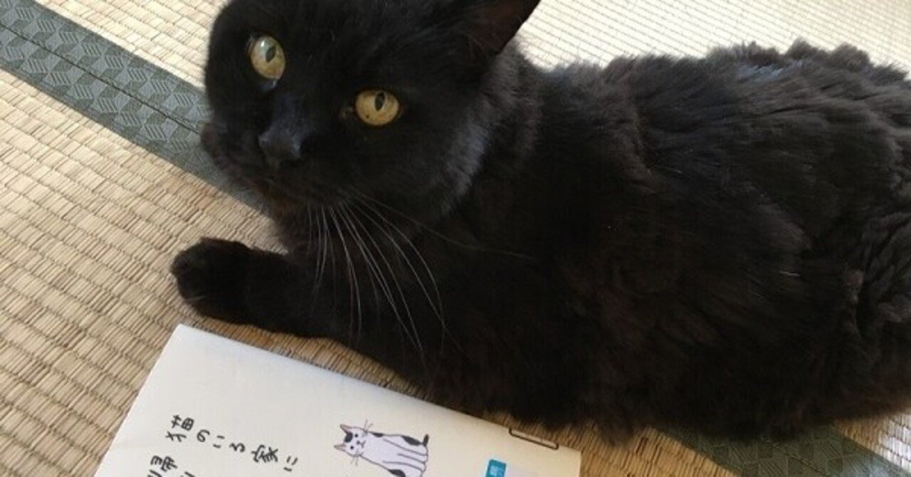 おトク情報がいっぱい 猫のいる家に帰りたい 仁尾智 Adoperp Fr