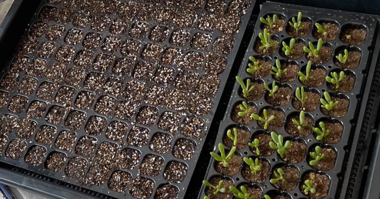 Plants I'm Growing from Seed｜アユミ＠絵描き
