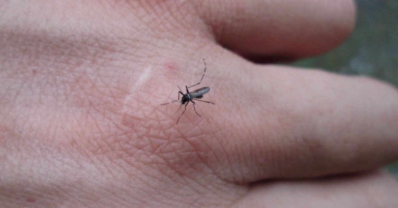 何で虫は殺してしまってはいけないのですか ニュースが少しスキになるノート From Tbs Note 何で虫は殺してしまってはいけないのですか ニュースが少しスキになるノート From Tbs Note