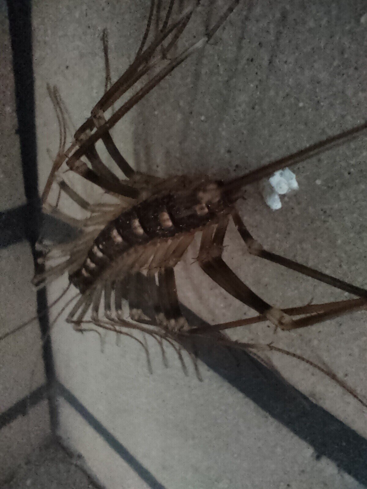 手乗りオオゲジ 月澄狸 Note