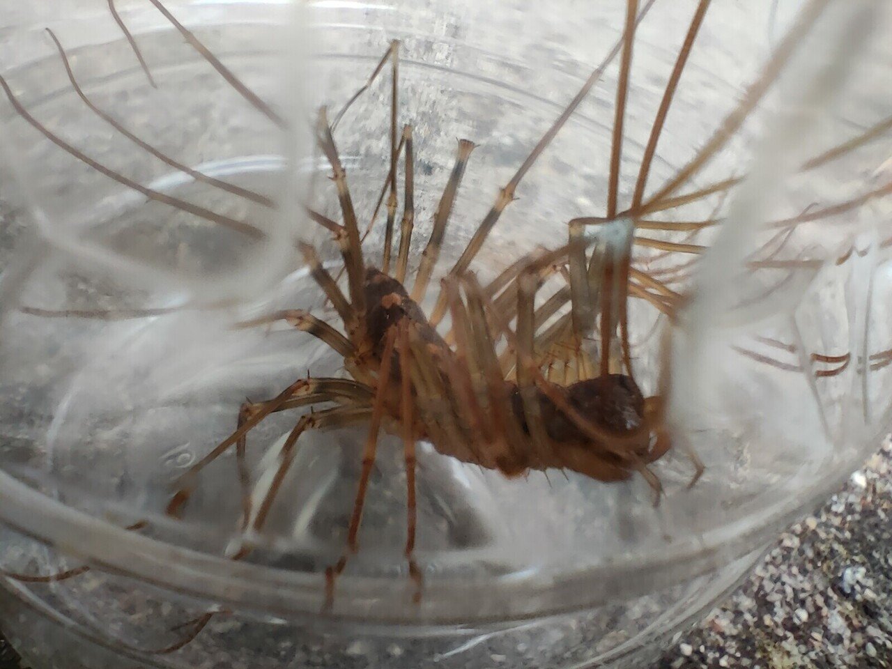 手乗りオオゲジ 月澄狸 Note 手乗りオオゲジ 月澄狸 Note