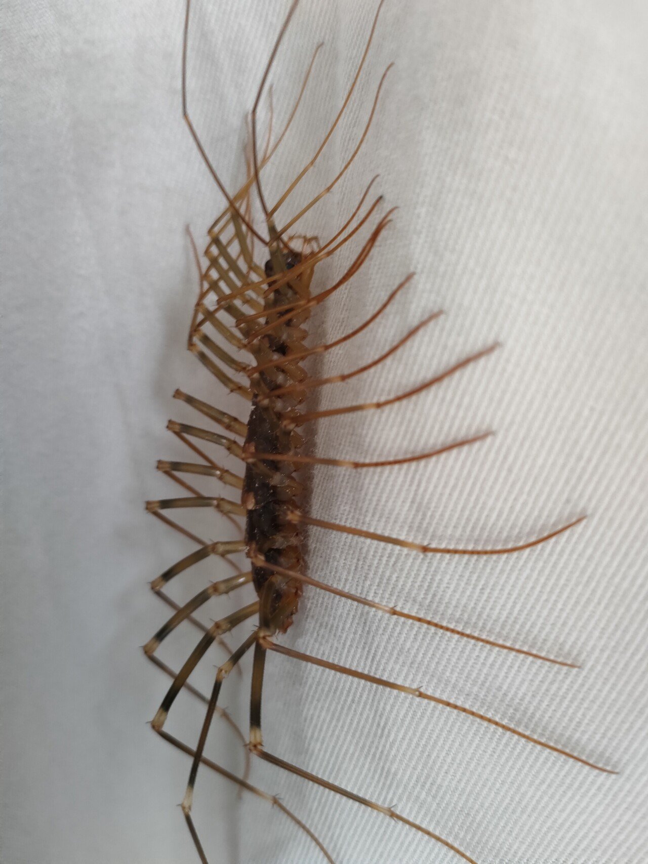 手乗りオオゲジ 月澄狸 Note 手乗りオオゲジ 月澄狸 Note