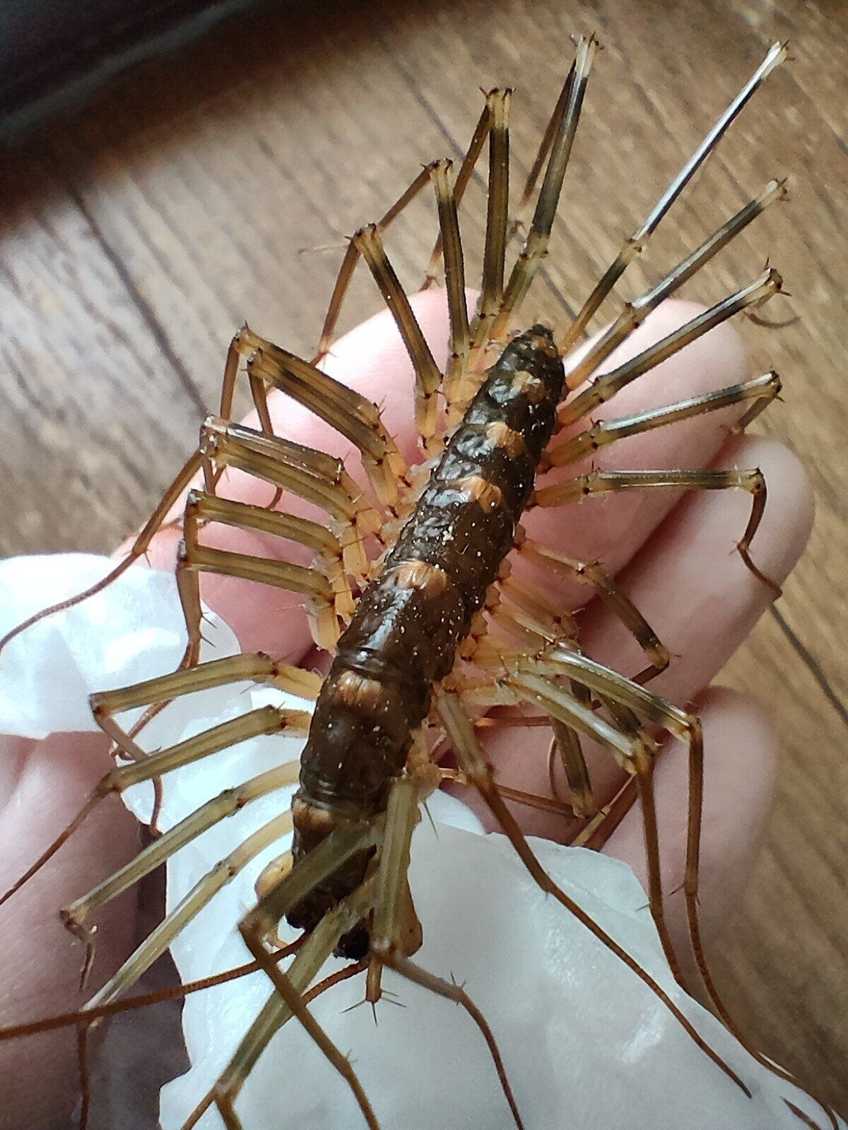 手乗りオオゲジ 月澄狸 Note 手乗りオオゲジ 月澄狸 Note