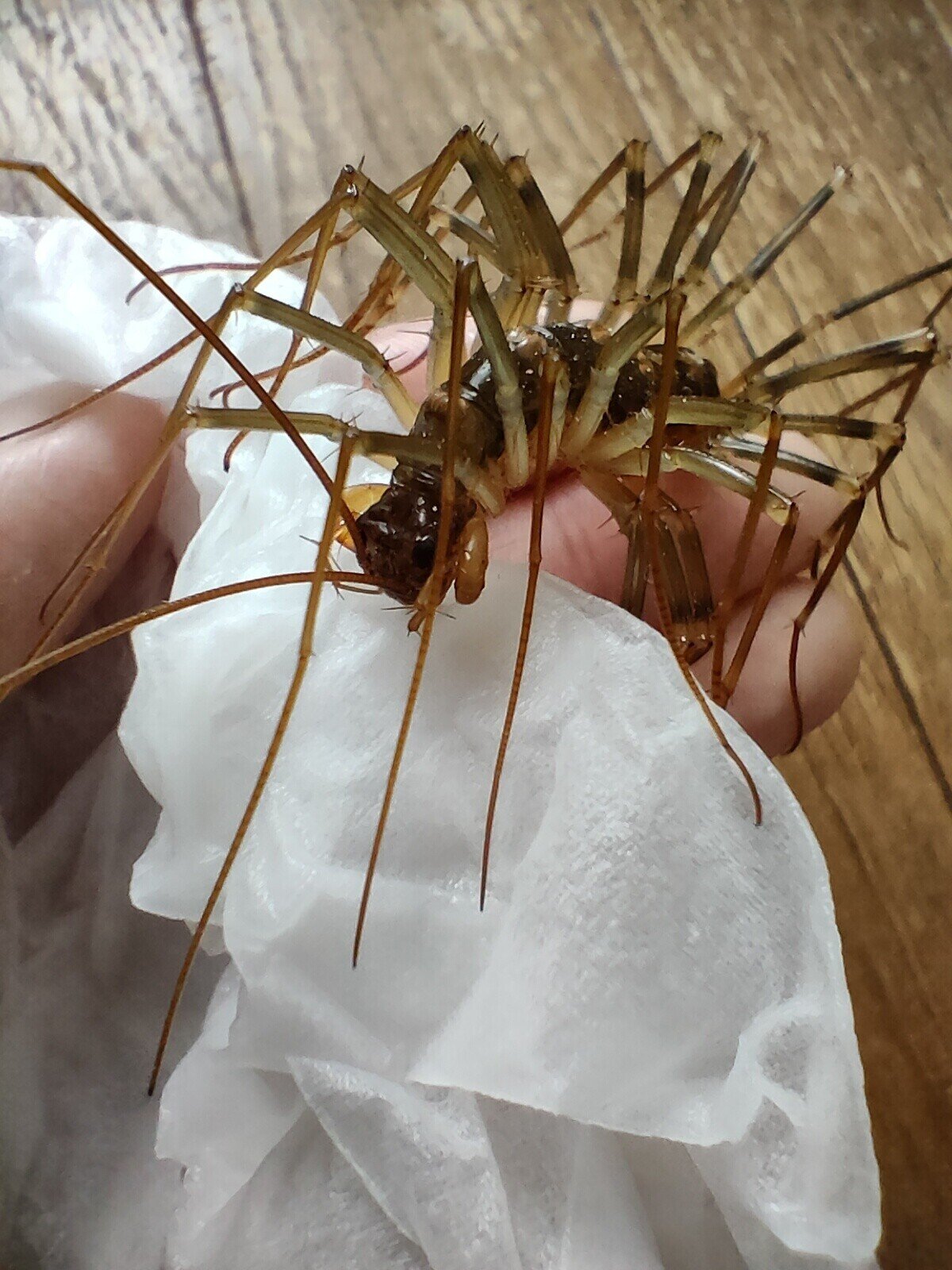 手乗りオオゲジ 月澄狸 Note 手乗りオオゲジ 月澄狸 Note