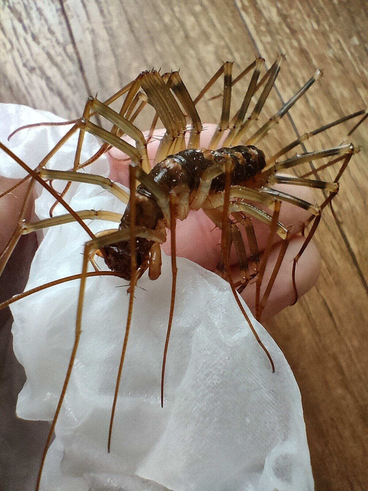 手乗りオオゲジ 月澄狸 Note 手乗りオオゲジ 月澄狸 Note