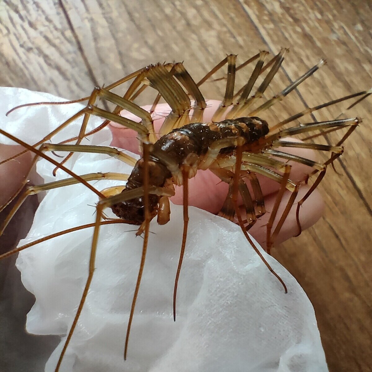 手乗りオオゲジ 月澄狸 Note