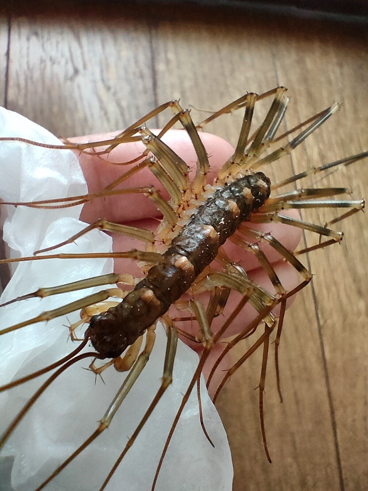 手乗りオオゲジ 月澄狸 Note 手乗りオオゲジ 月澄狸 Note