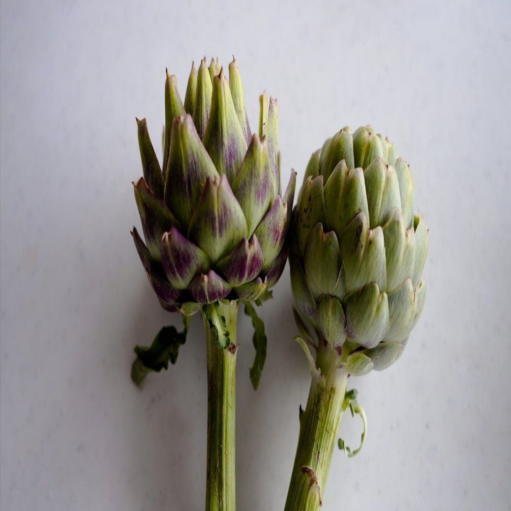 謎野菜シリーズ〉アーティチョーク｜樋口直哉(TravelingFoodLab.)