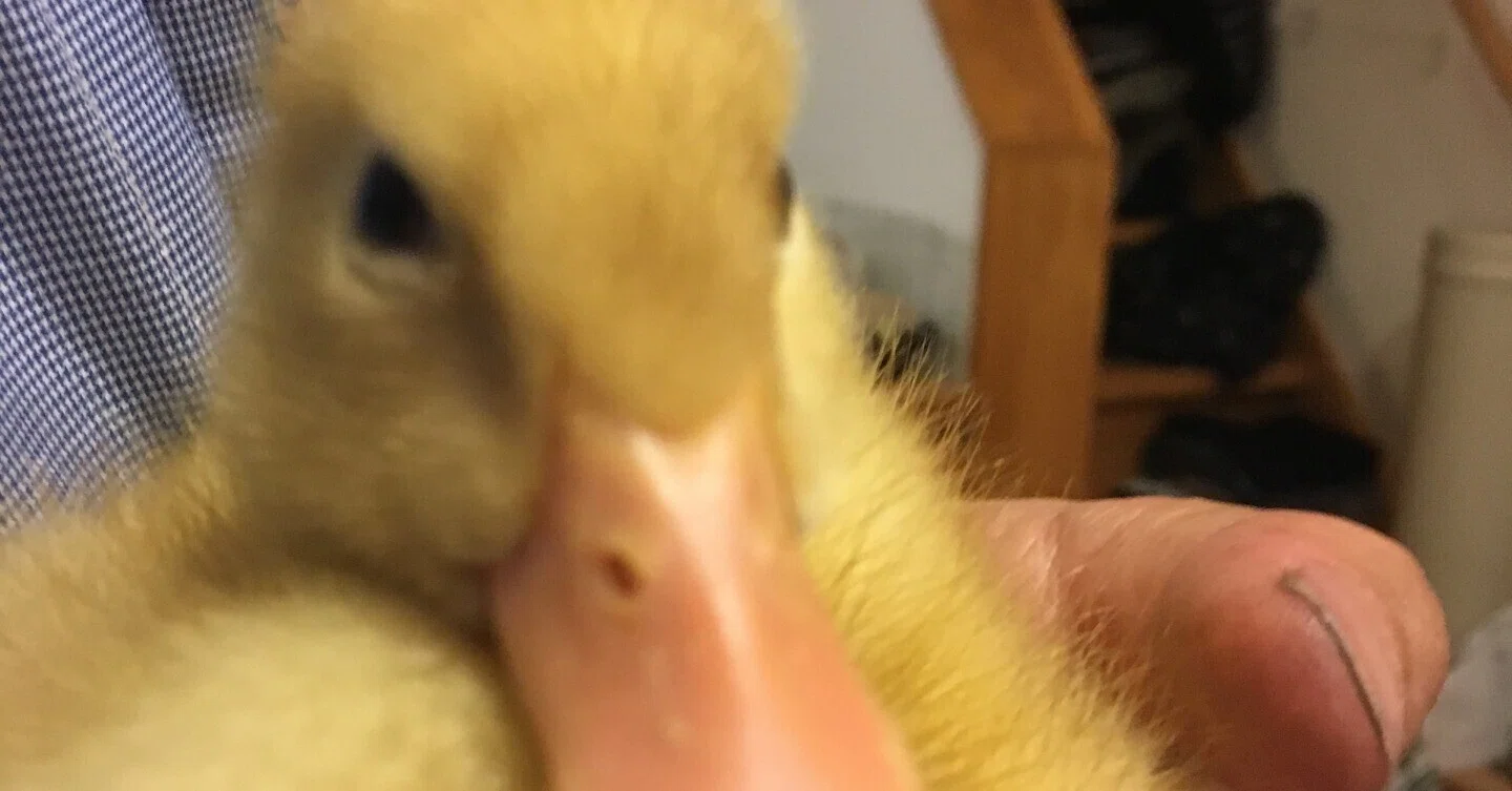 5歳になりました。｜久村俊一 あひるの自然飼育レポート